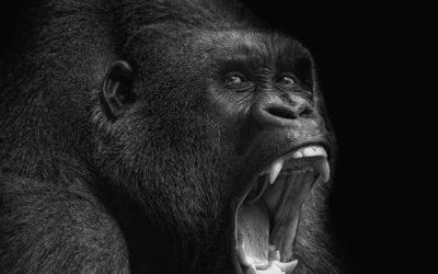 shutterstock 172469303 Gorilla LR 400x250 - Blog